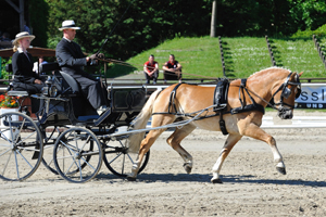 Der Haflinger Moses überragte 2010 alle MV-Ponys durch seine internationalen Erfolge mit Patrick, Hanisch. Foto: Rogocz